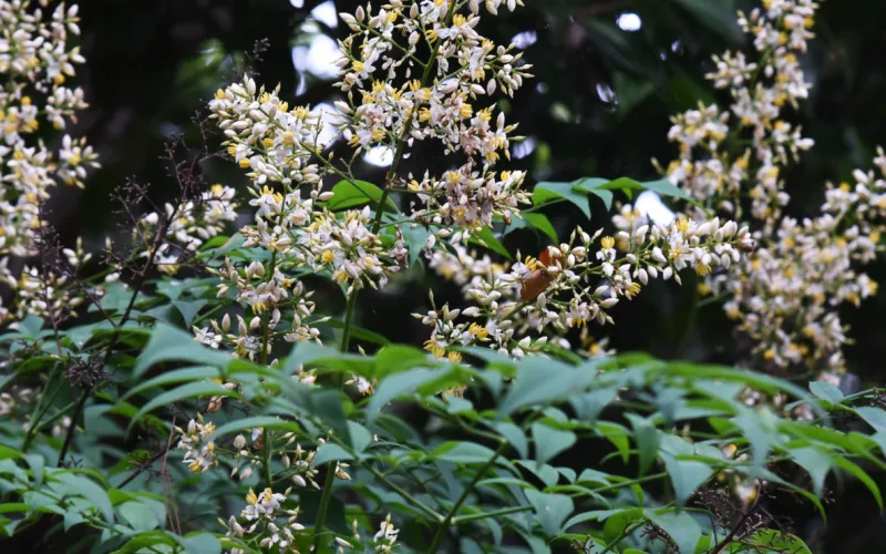a close up of some bushes
