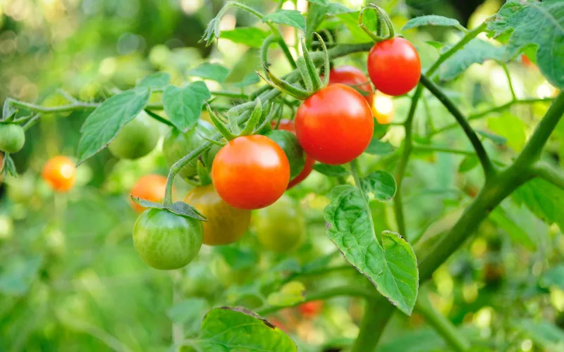 ripe cherry tomatoes on tomato plant