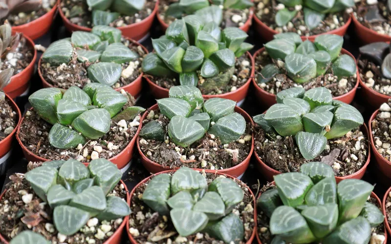 Haworthia 'Cooperi Ice'