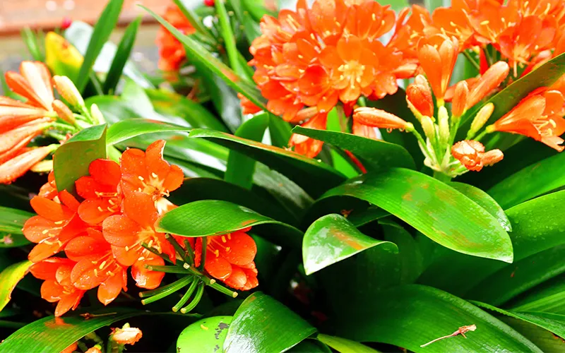 a close up of orange flowers