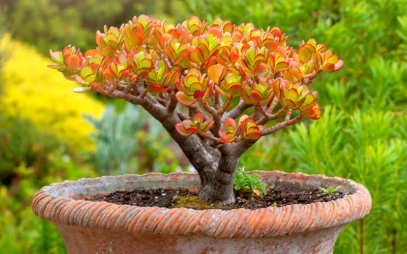 Crassula ovata 'Sunset'