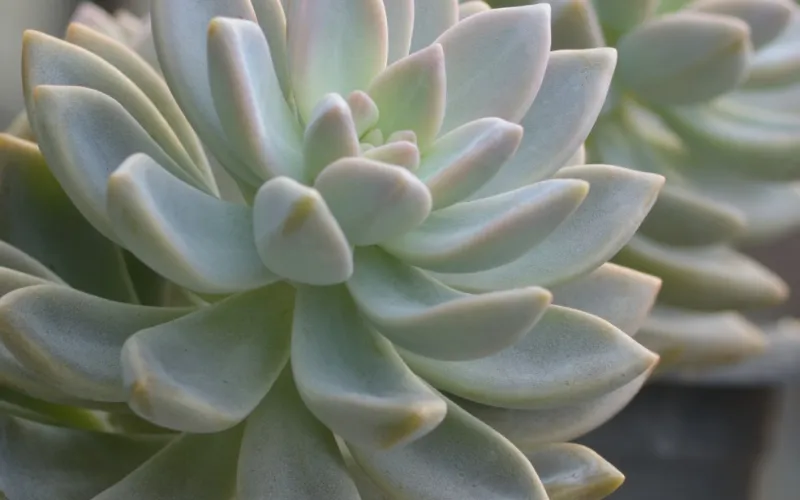Echeveria lilacina (Ghost Echeveria)