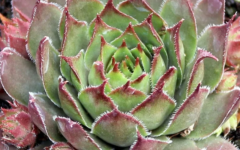 Sempervivum 'Red Beauty'