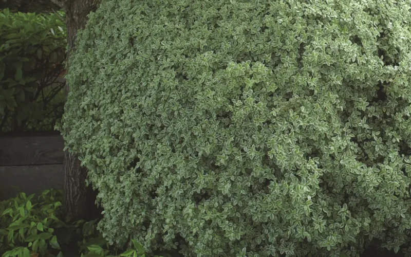 a close up of a flower garden