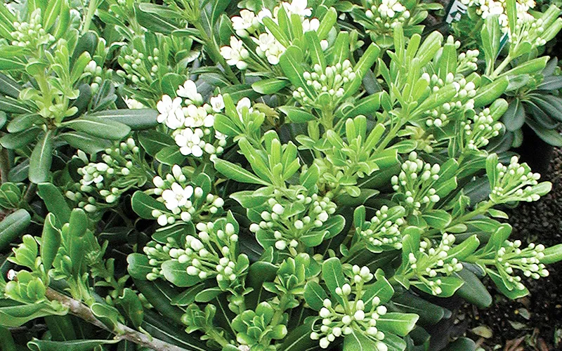 green shrub with white flowers