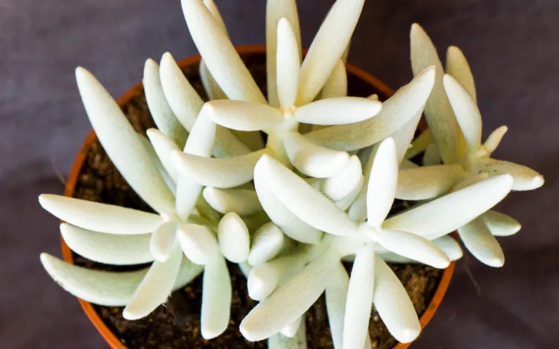 Senecio haworthii 'Mont Blanc’