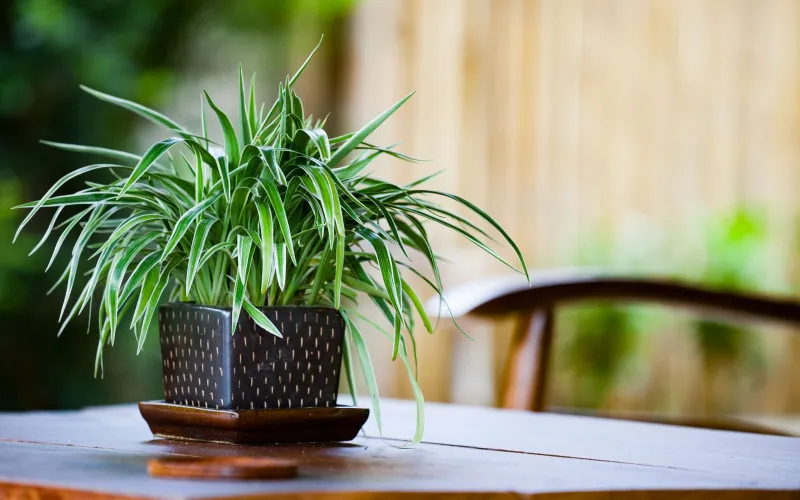 Spider plant houseplant in glazed pot on kitchen table