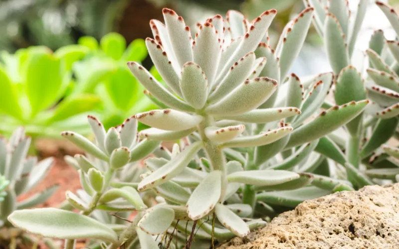 Kalanchoe tomentosa ‘Panda Plant’