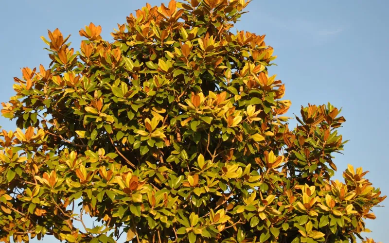 a close up of a plant