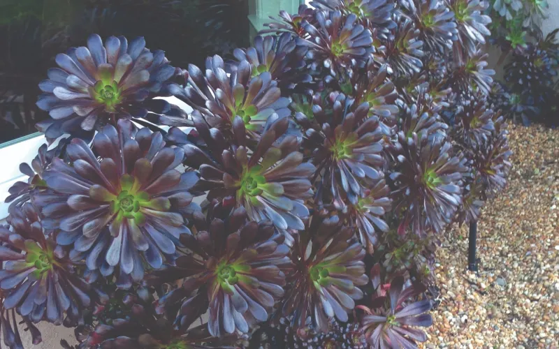 Aeonium arboreum Zwarktop (Black Rose)