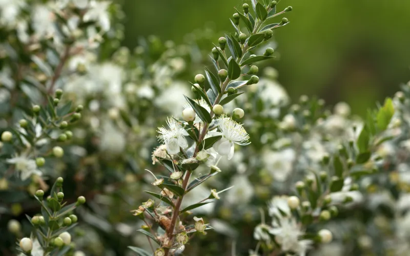 a close up of a flower