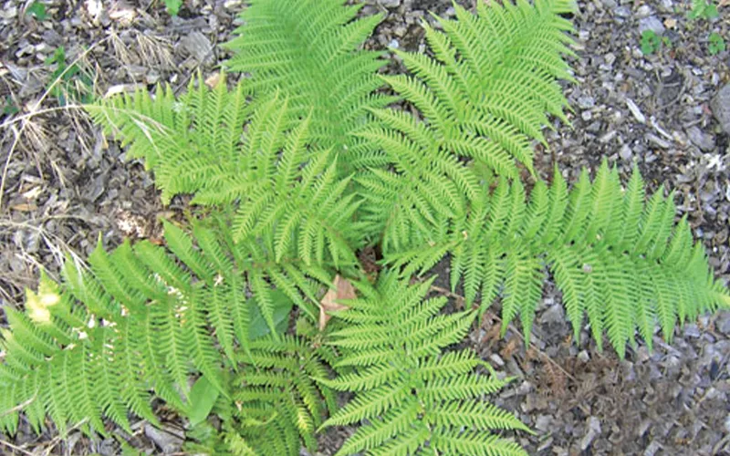 a green plant in a garden