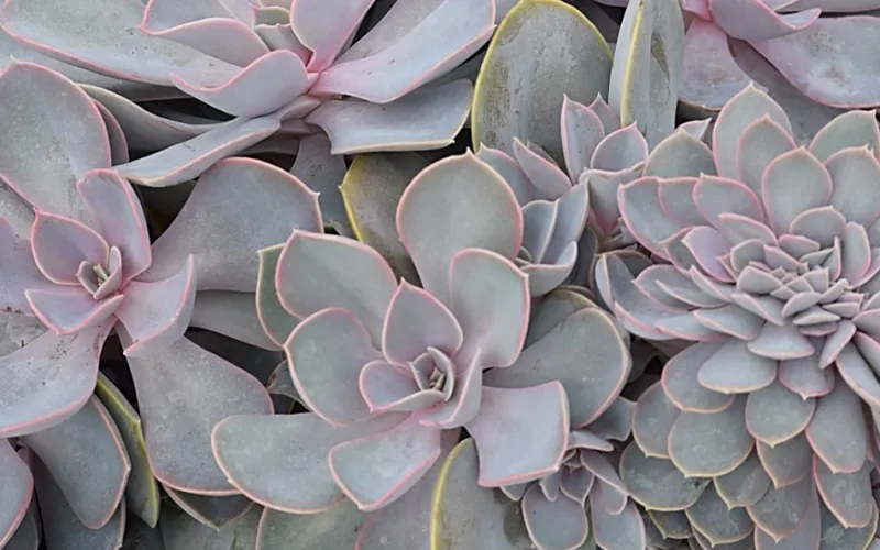 Echeveria gibbiflora 'Perle von Nurnberg'