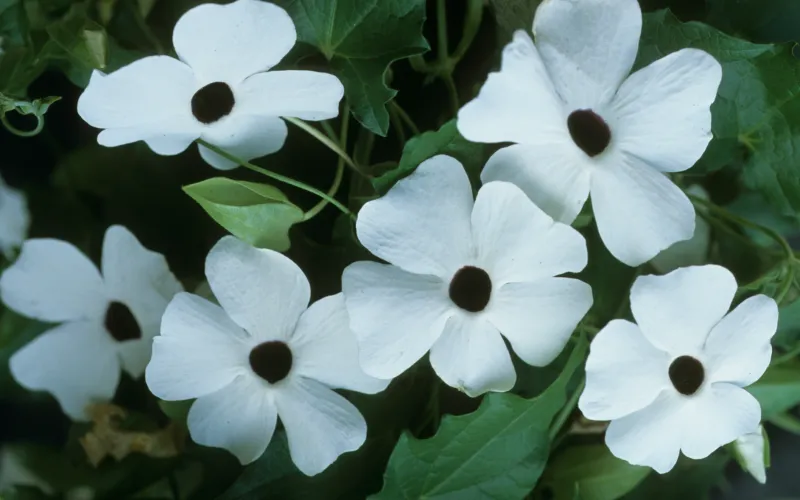 a close up of a flower