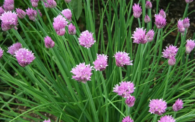 Blooming chives in the landscape