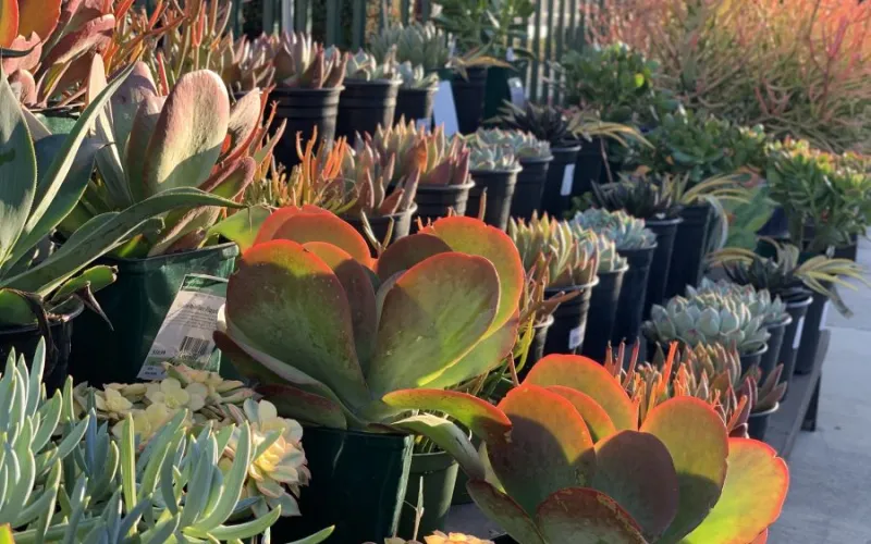 Armstrong succulent