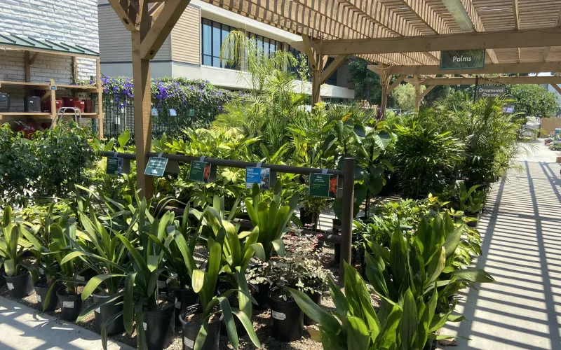 a garden with plants