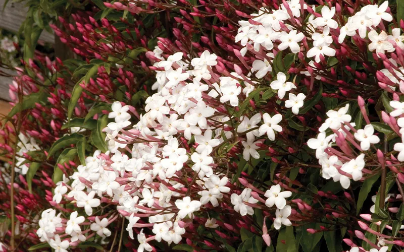 vine with pink/white flowers