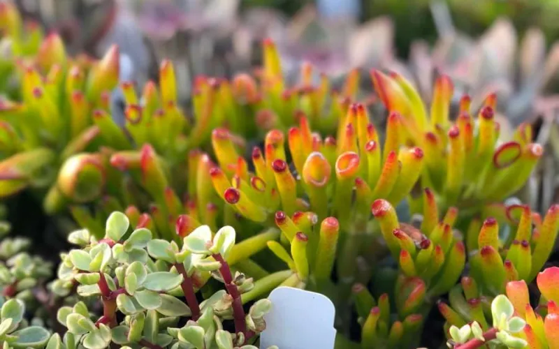 Succulents on table at Armstrong