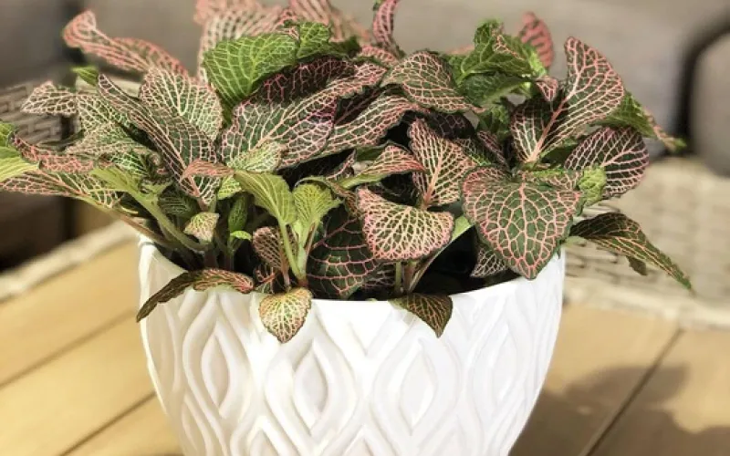 Pink and green fittonia in a white glazed pot
