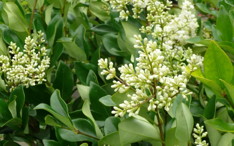 a green plant in a garden