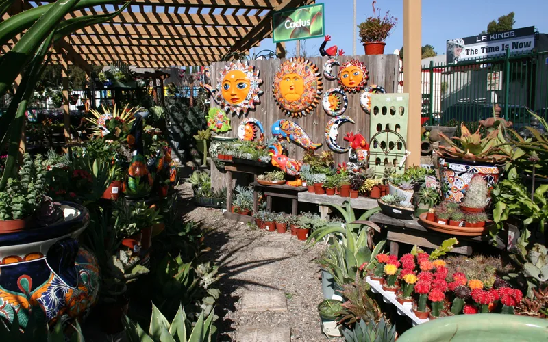 a group of colorful flowers in a garden