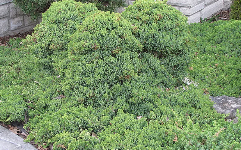 The texture of Japanese Garden Juniper create fun reflections from the moon