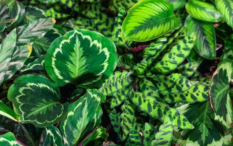 a close up of a green plant