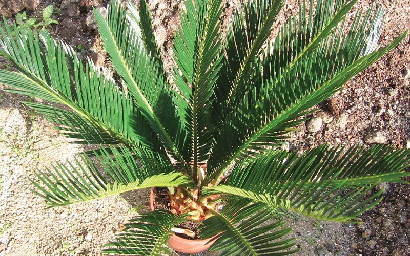 a palm tree