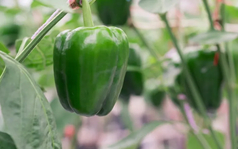 Green peppers ready to harvest from California garden