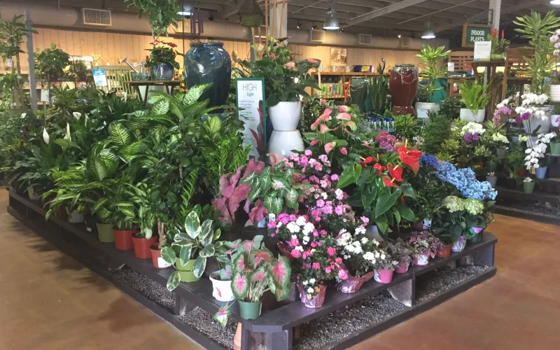 a close up of a flower garden