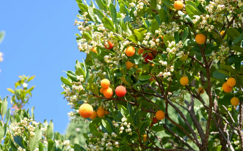 a group of oranges hanging from a tree