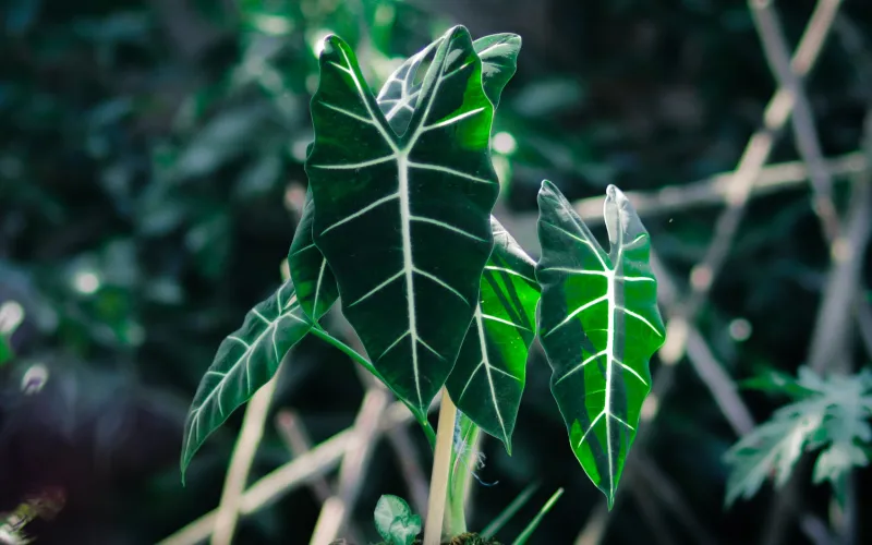 Alocasia