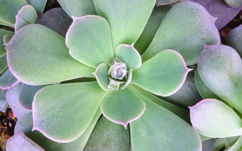 Echeveria subsessilis (Peacock Echeveria)