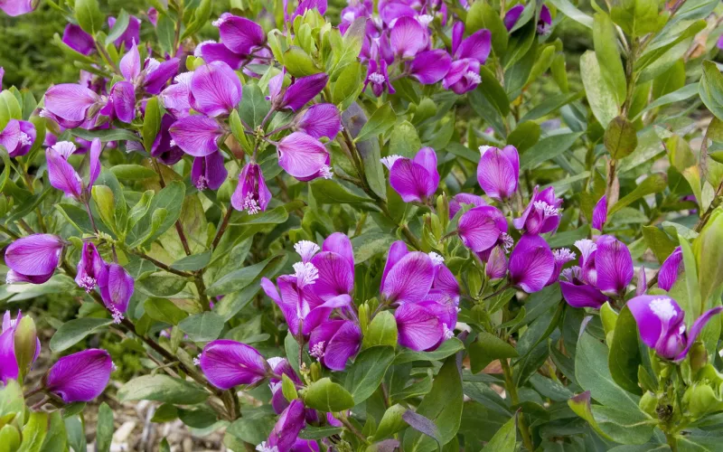 a close up of a purple flower