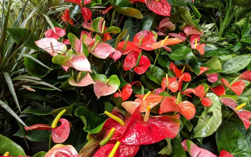 a close up of a flower garden