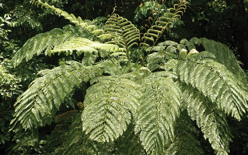 a green plant in a forest