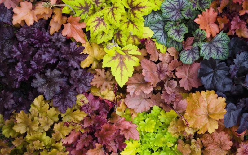 Heuchera