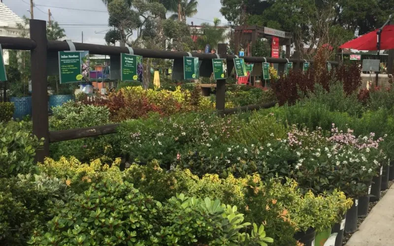 a flower garden