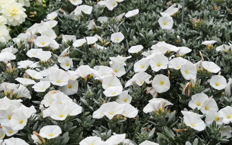 White morning glory flowers pop in a Moon Garden