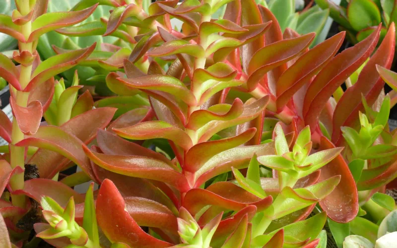 Crassula capitella 'Campfire'