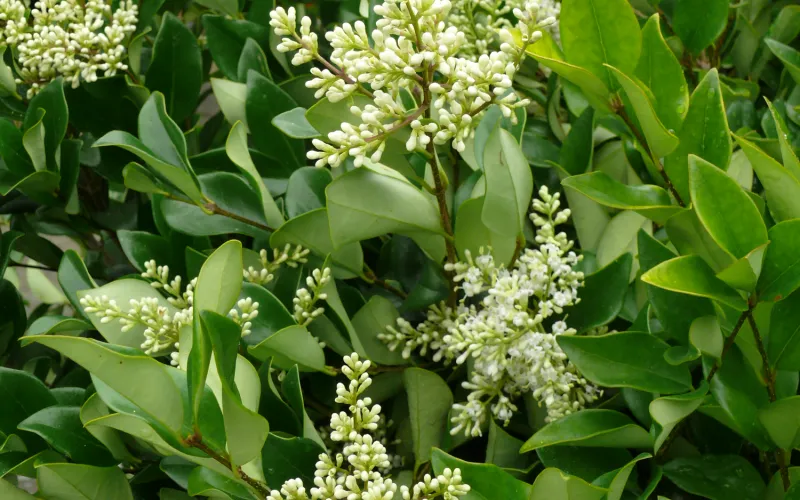 a green plant in a garden