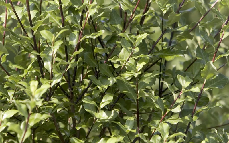 a green plant in a forest