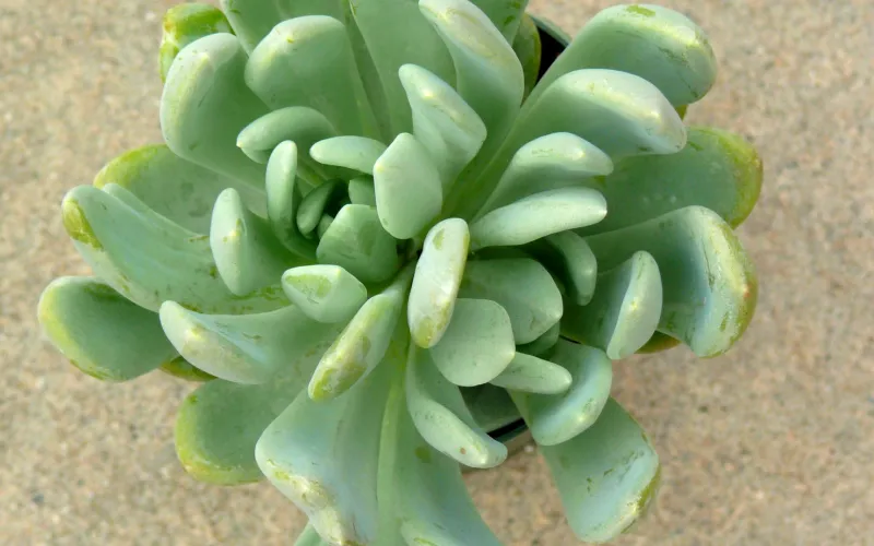 Echeveria elegans 'Grijs Rood & Gray Red'