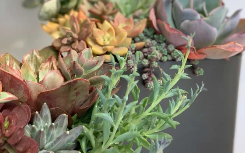 a close up of succulents