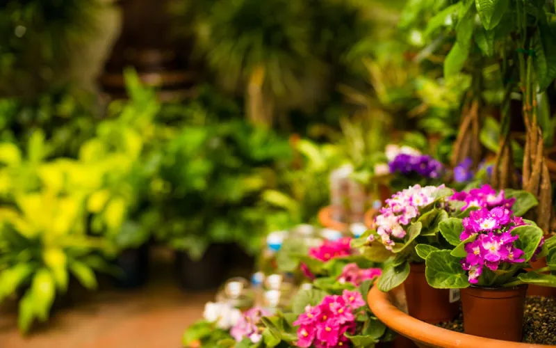 Flowering African Violets