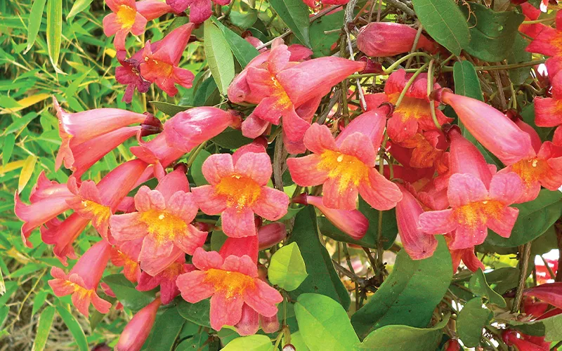 a close up of a flower