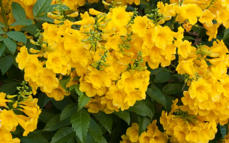 a close up of a flower