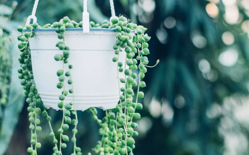 Senecio rowleyanus ‘String of Pearls’