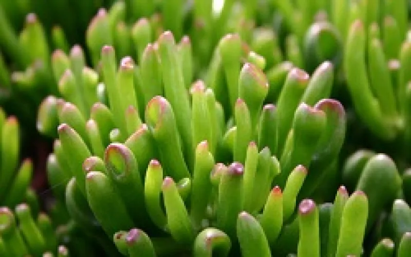 Crassula ovata 'Horntree'